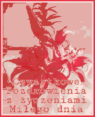 Różowe piękne kwiaty pozdrawiają w czwartek